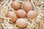 Bio - Eier Bioland - Erzeugernr. 502613