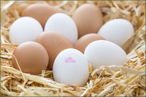 Freiland - Eier