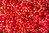 Johannisbeere rot Schale 500g